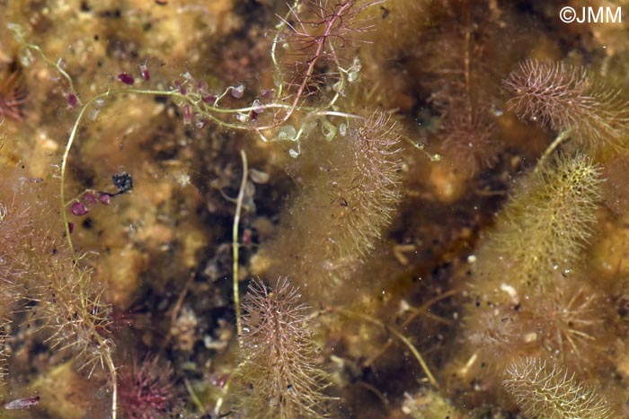 Utricularia intermedia