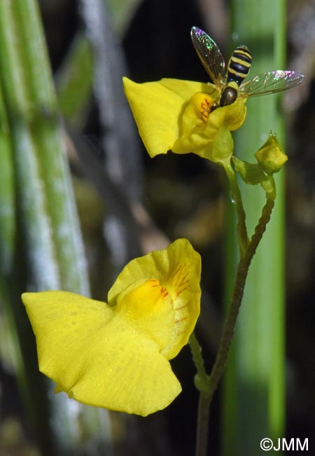 Utricularia intermedia