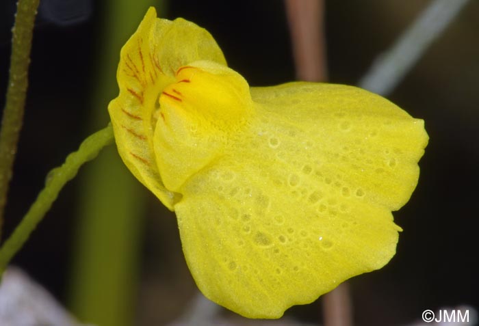 Utricularia intermedia