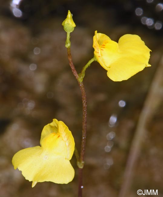 Utricularia intermedia