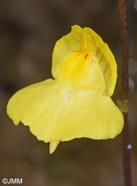 Utricularia intermedia