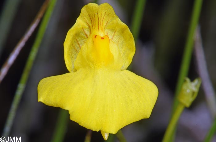 Utricularia intermedia