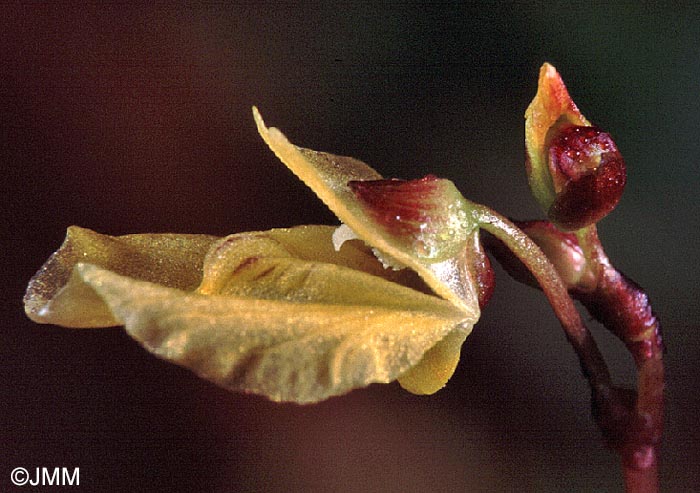 Utricularia minor