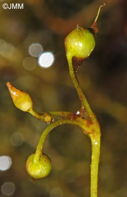 Utricularia minor : capsule