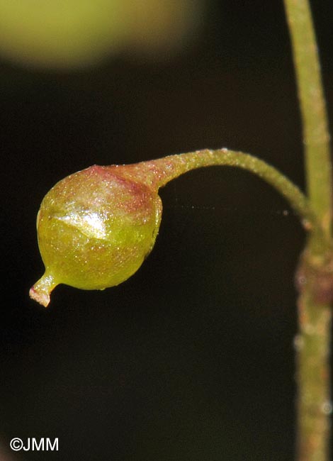 Utricularia minor : capsule