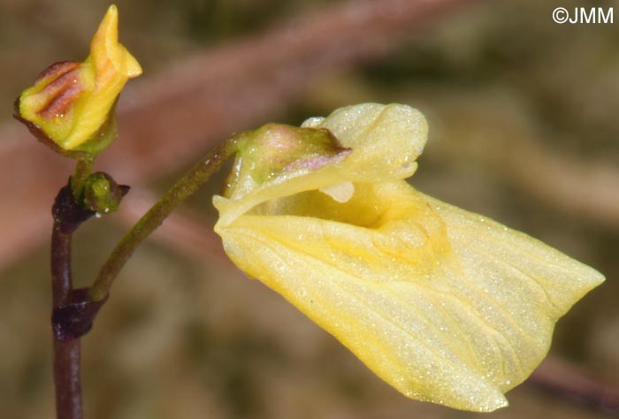 Utricularia minor