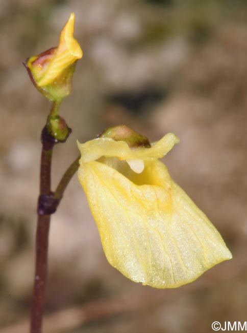 Utricularia minor