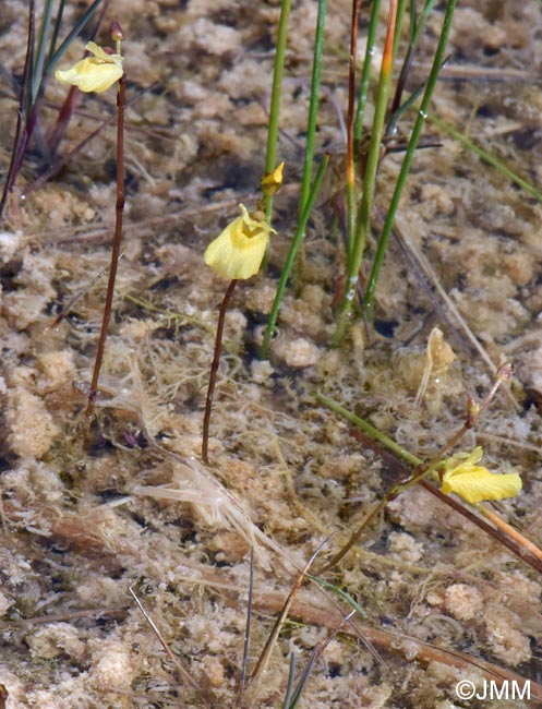 Utricularia minor