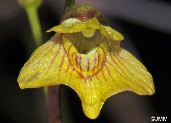 Utricularia minor