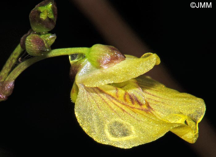 Utricularia minor