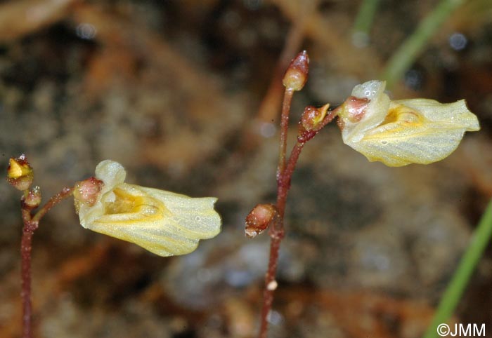 Utricularia minor