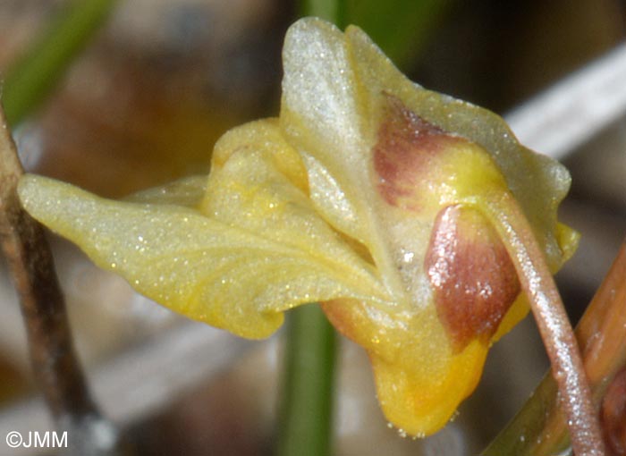 Utricularia minor