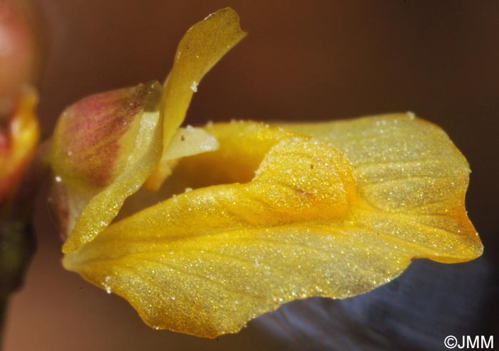 Utricularia minor