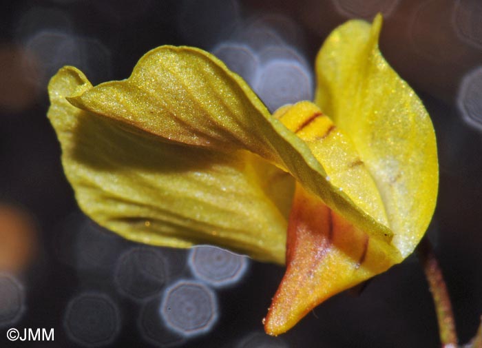 Utricularia ochroleuca