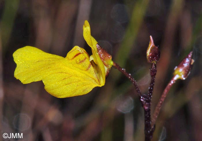 Utricularia ochroleuca