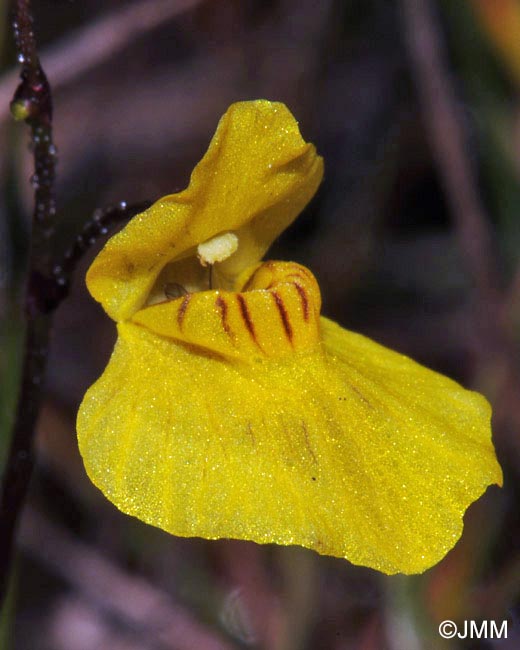 Utricularia ochroleuca