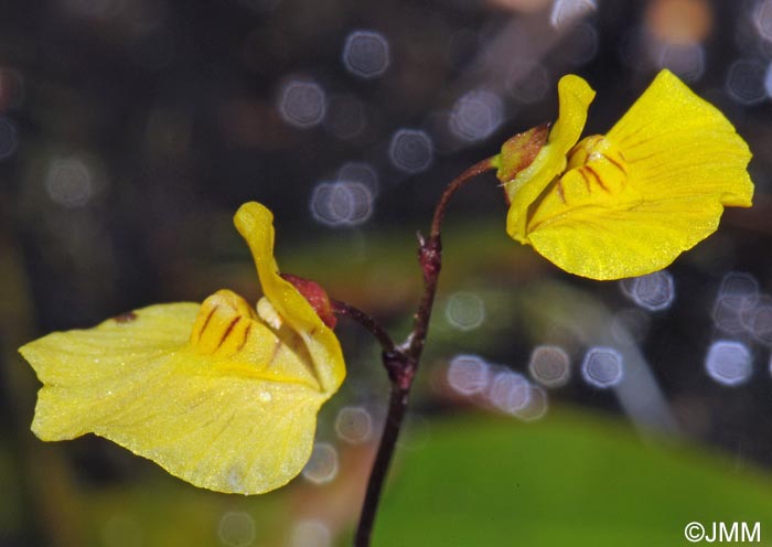 Utricularia ochroleuca