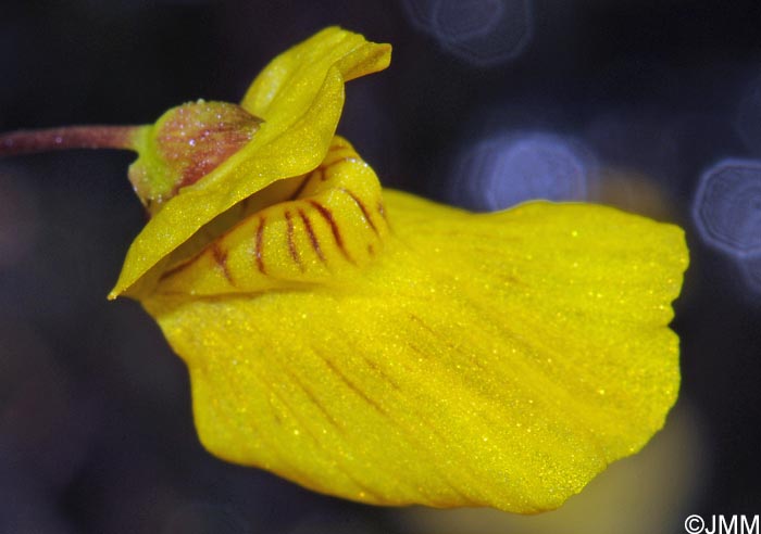 Utricularia ochroleuca