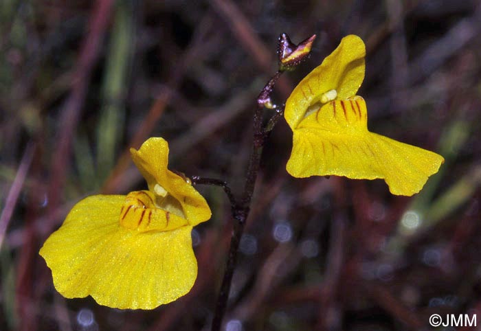 Utricularia ochroleuca