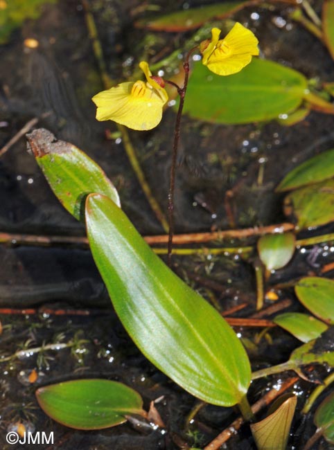 Utricularia ochroleuca & Potamogeton polygonifolius