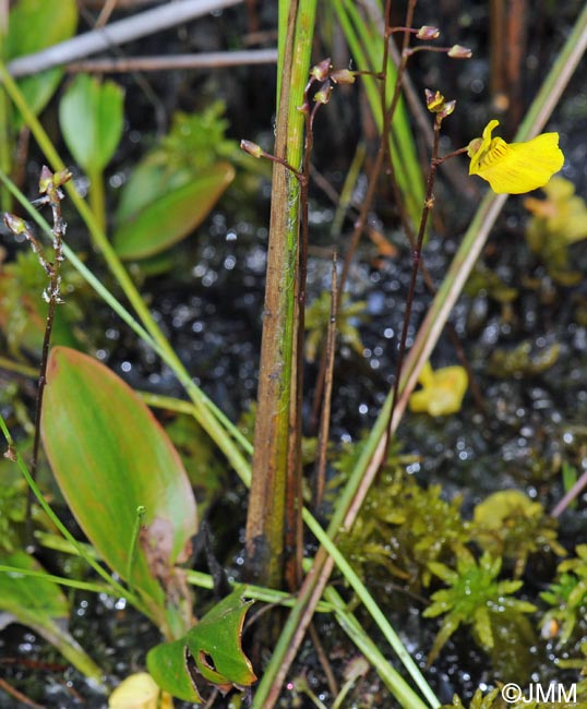 Utricularia ochroleuca & Potamogeton polygonifolius