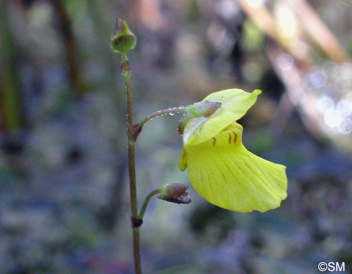 Utricularia ochroleuca