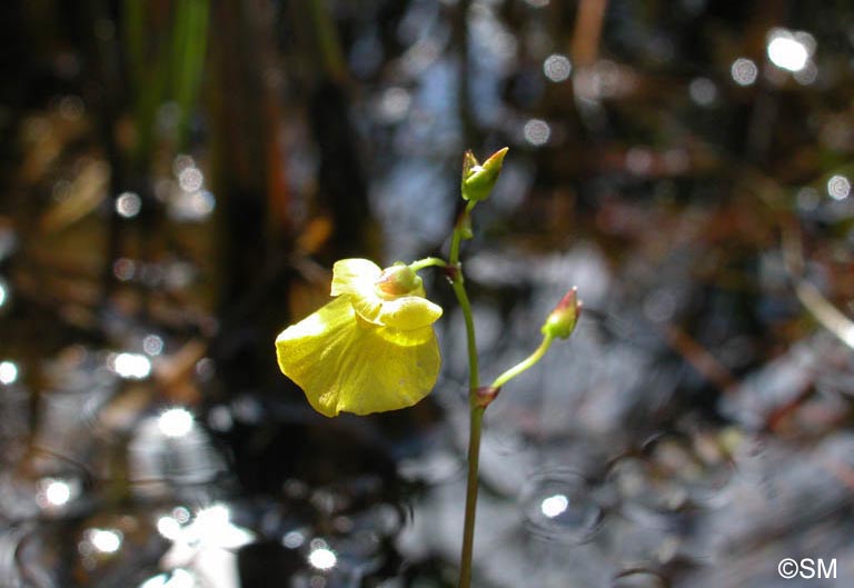 Utricularia ochroleuca