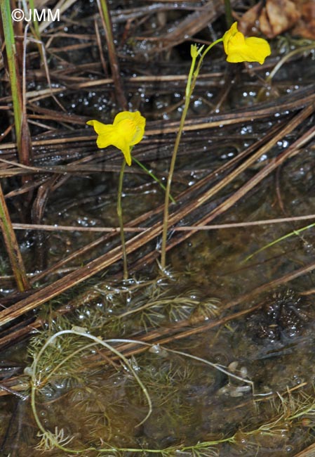 Utricularia stygia