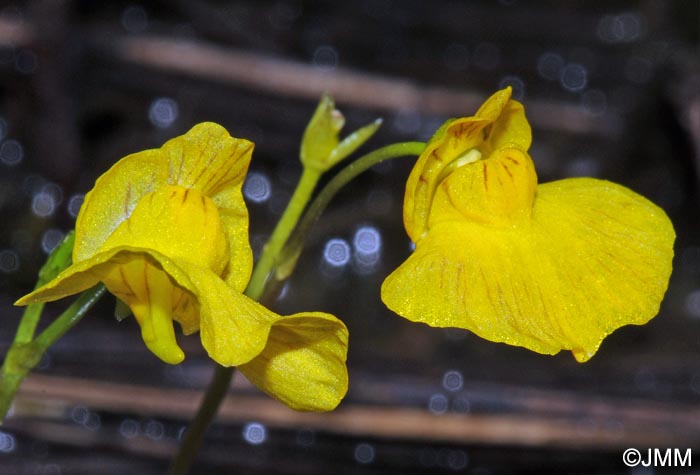 Utricularia stygia