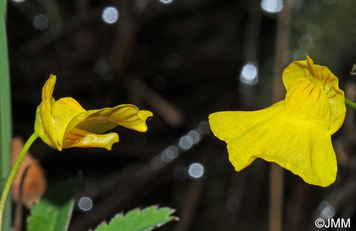 Utricularia stygia