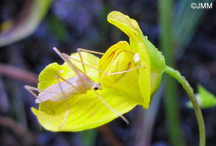 Utricularia stygia