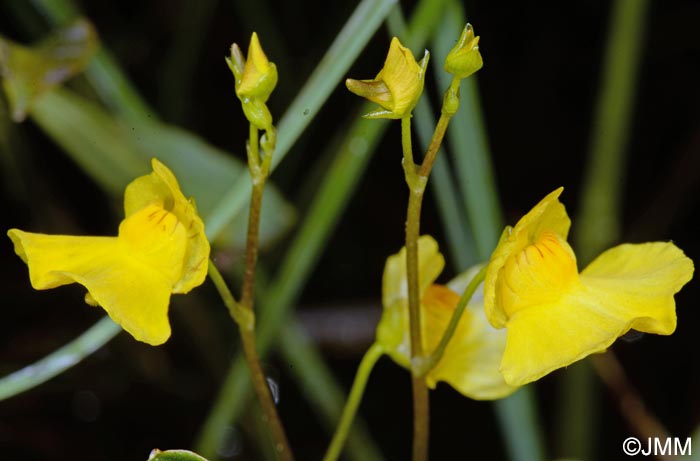 Utricularia stygia