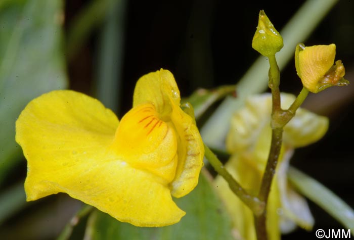 Utricularia stygia