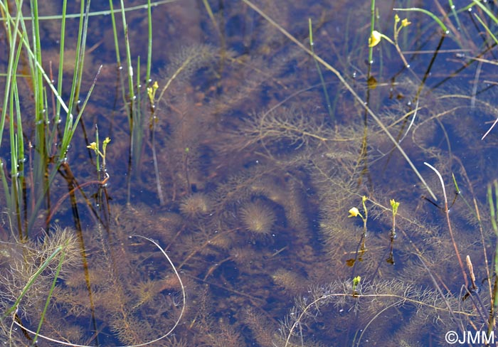 Utricularia stygia