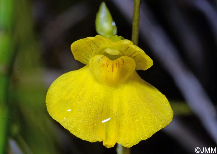 Utricularia stygia