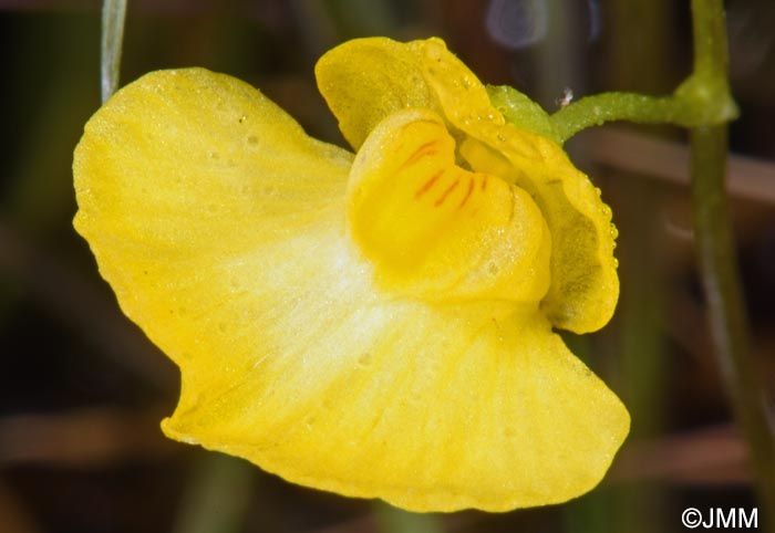 Utricularia stygia