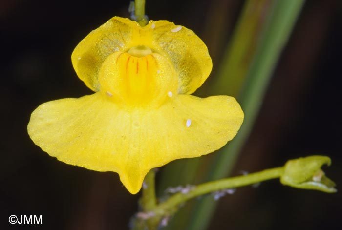 Utricularia stygia