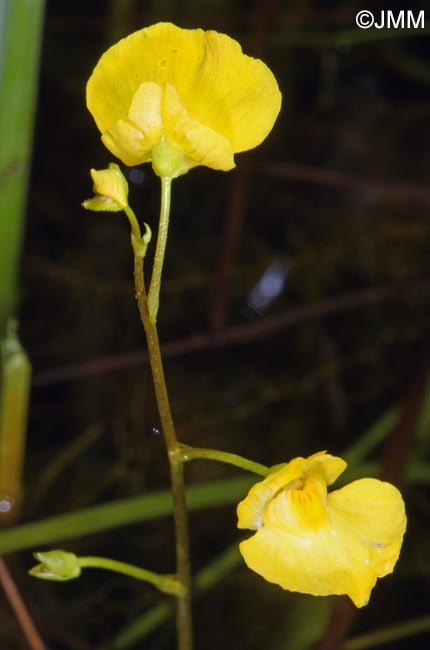 Utricularia stygia