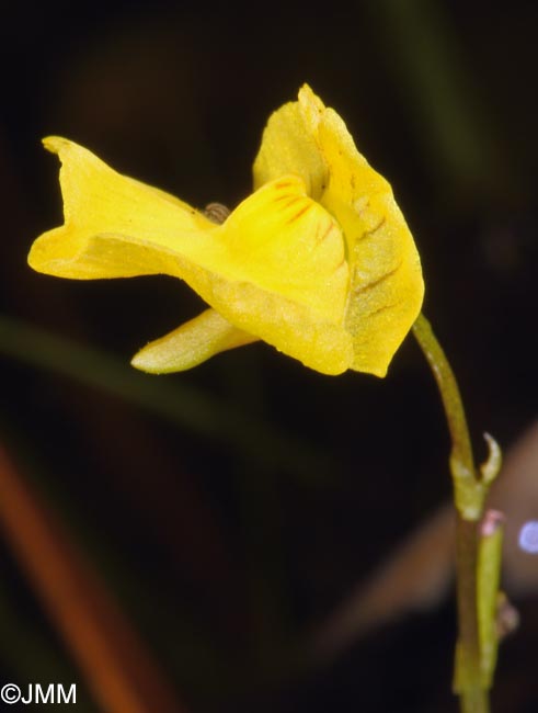 Utricularia stygia