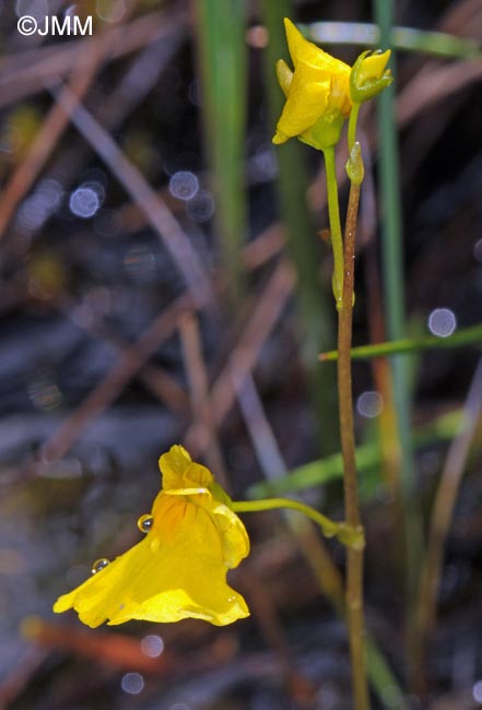 Utricularia stygia