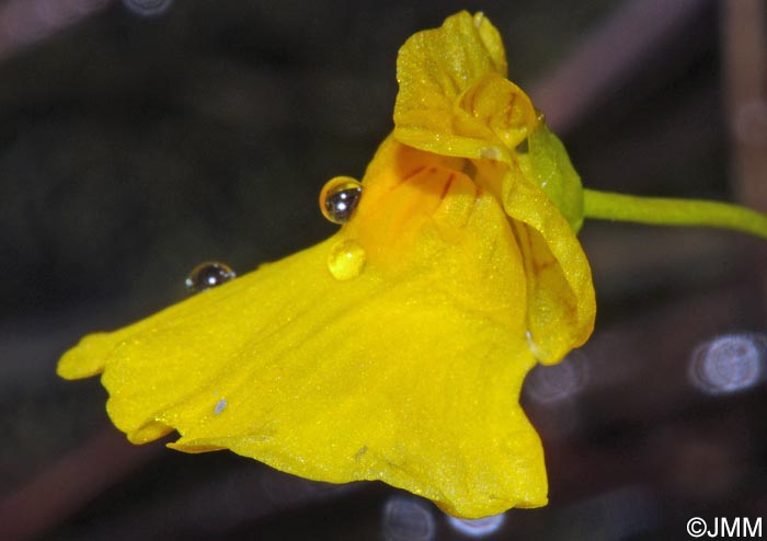 Utricularia stygia