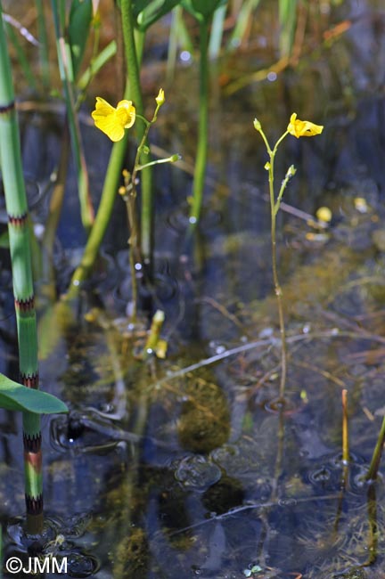 Utricularia stygia