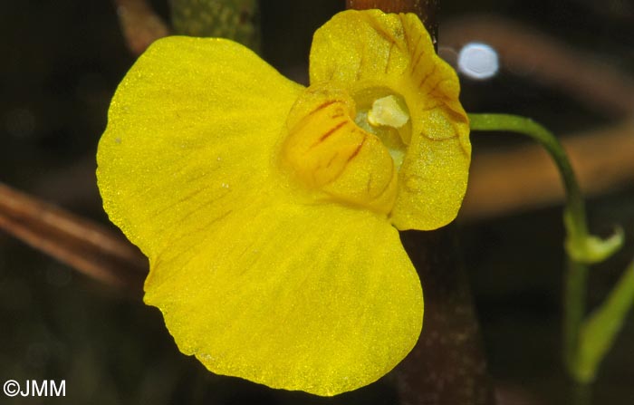 Utricularia stygia