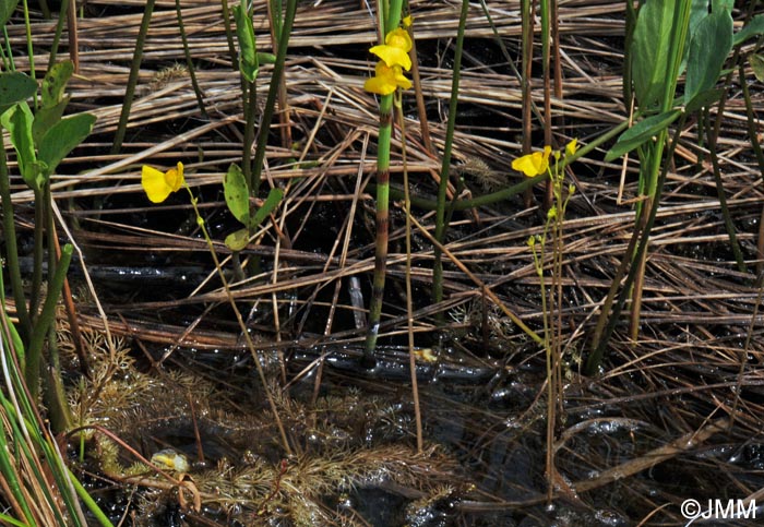 Utricularia stygia