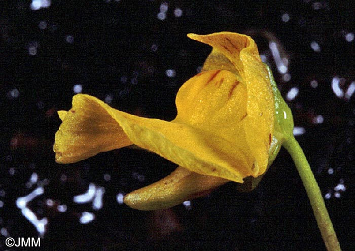 Utricularia stygia