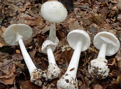 Amanita amerivirosa