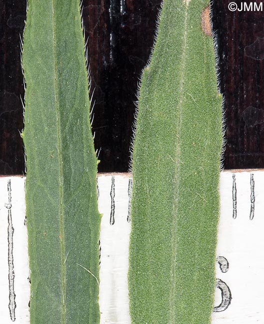 Erigeron canadensis et E. sumatrensis