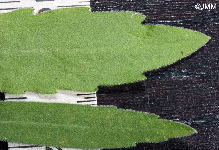 Erigeron sumatrensis