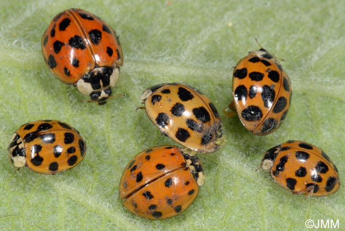 Harmonia axyridis