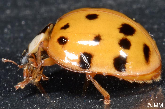 Harmonia axyridis